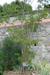 Memorial Tree